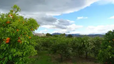 Finca rústica en venta en Calle Partida Huertas Altas