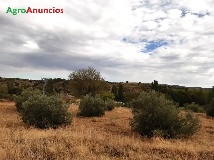 Venta  de Finca de olivos jóvenes en Albacete