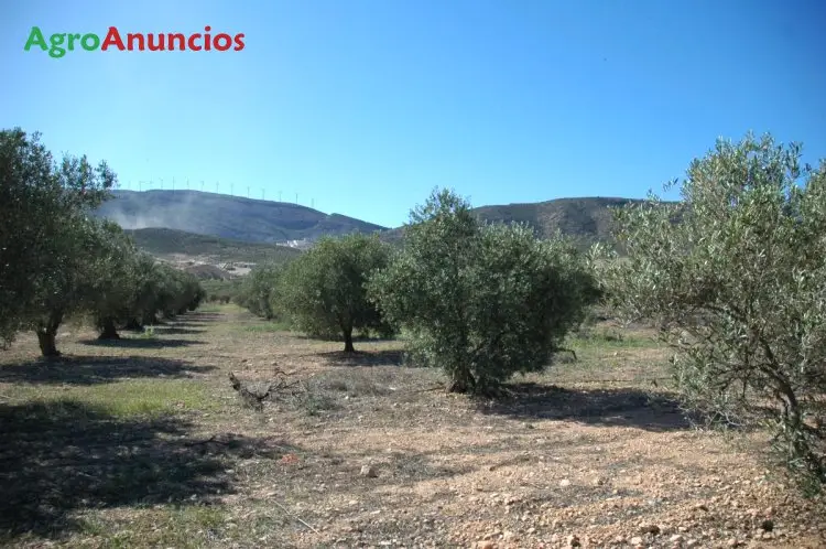 Venta  de Finca de olivos de regadio en Albacete