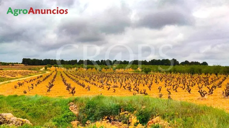 Venta  de Finca agrícola en Valencia