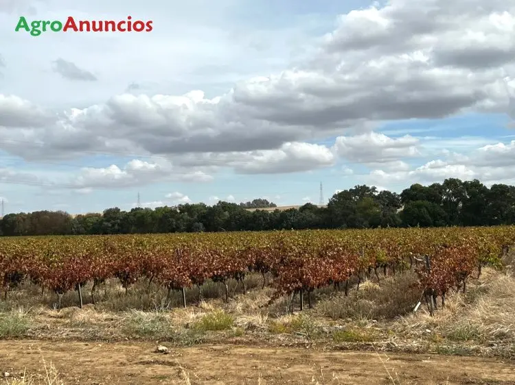 Venta  de Finca de viñedo de regadío en Badajoz