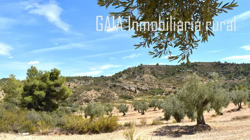 Terreno Rustico en Venta Maella Zaragoza
