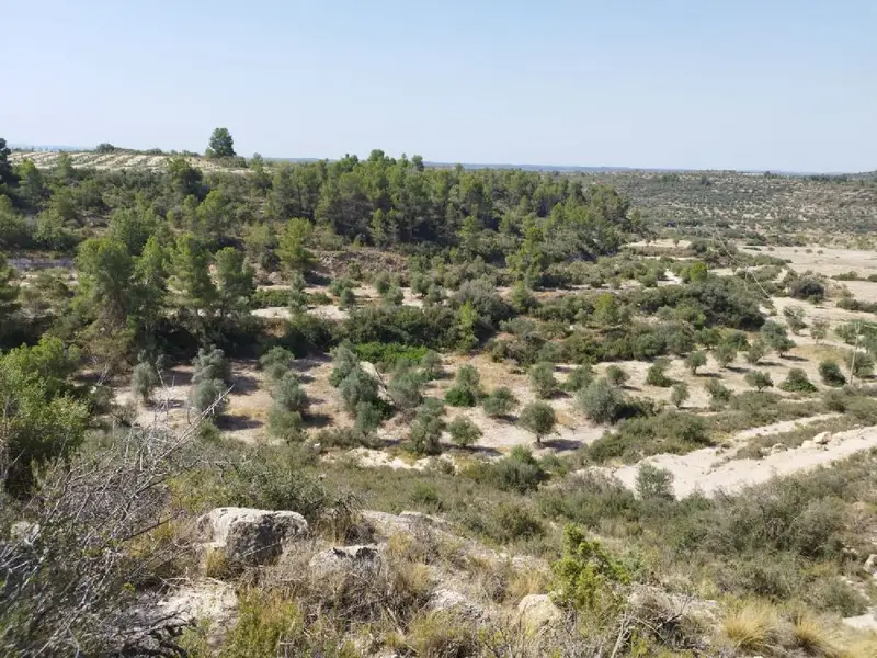 Venta Finca Castelldans 1 Hectarea Olivos Almendros