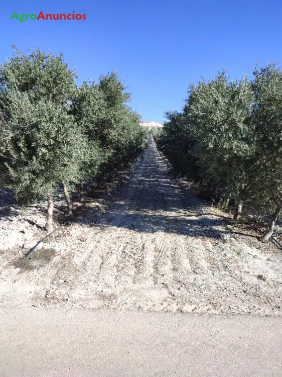 Venta  de Finca de olivar superintensivo en Granada