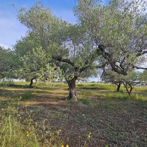 Parcela Rustica en Venta Amposta