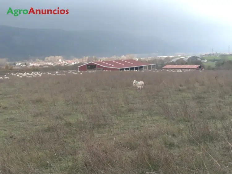 Venta  de Nave ganadera en Navarra