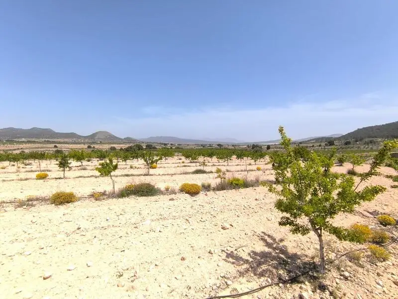 Huerto Ecológico con Parcela Edificable en Monóvar