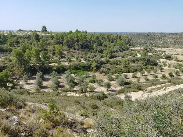 Finca Agricola 104ha Olivos Almendros Riego Posible
