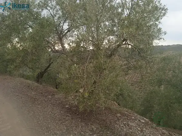 Olivar en Montoro Cordoba 766ha Sierra