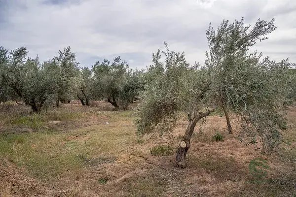 Terreno Rustico 157 Hectareas Las Gabias Granada