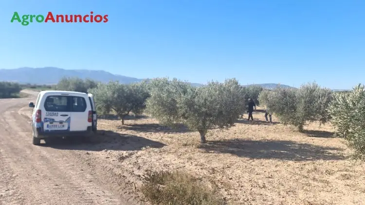 Venta  de Finca de olivar en Murcia
