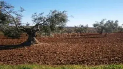 Finca rústica en venta en Calle Paraje La Calera