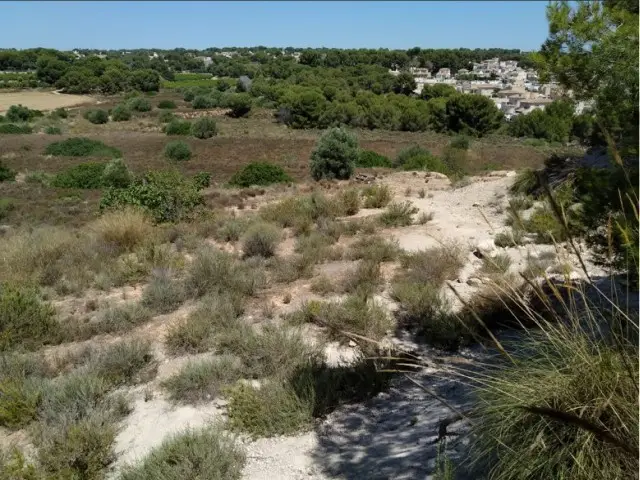 Terreno Rustico en Venta Pinar de Campoverde