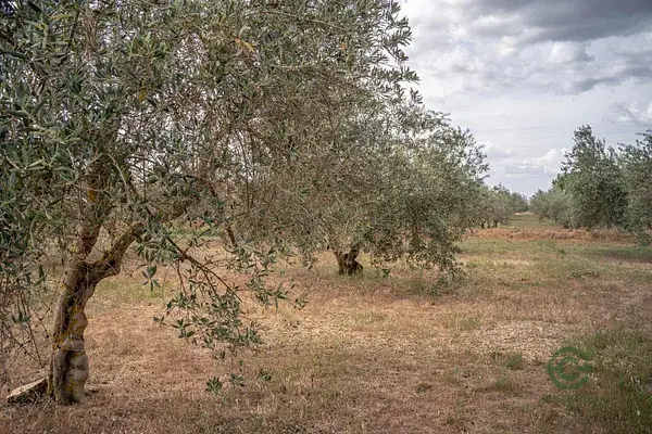 Terreno Rustico 157 Hectareas Las Gabias Gran Oportunidad