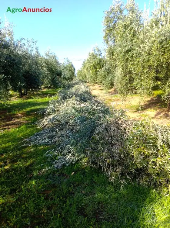 Demanda  de Finca de olivos en Jaén