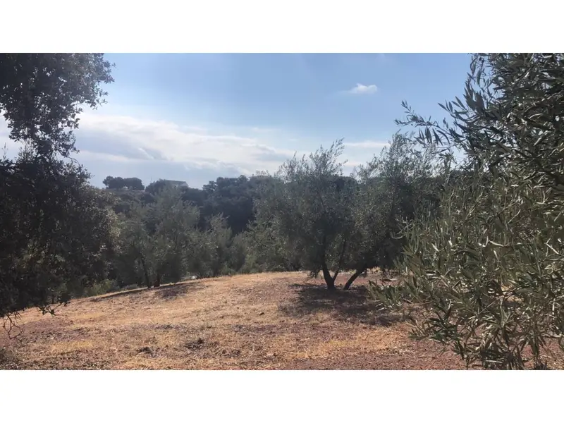 Venta Finca Rustica con Olivos en Ventorros de San José