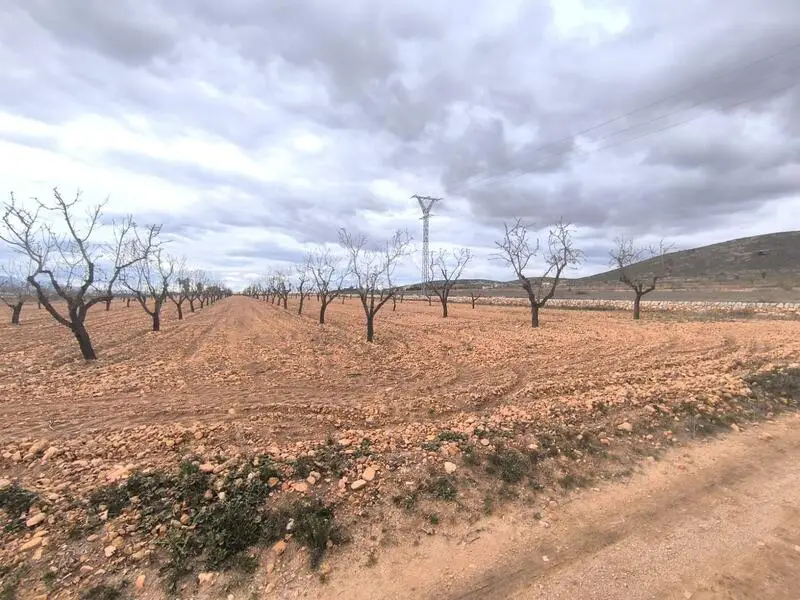 Almendro en Raspay Murcia 15500m2 240 Arboles en Producción