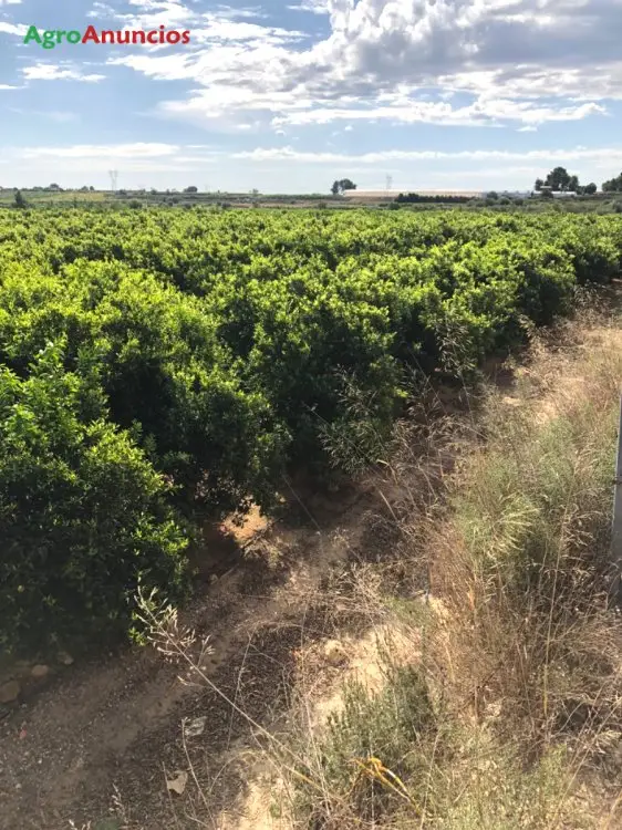 Compra  de Finca de naranjos en Valencia