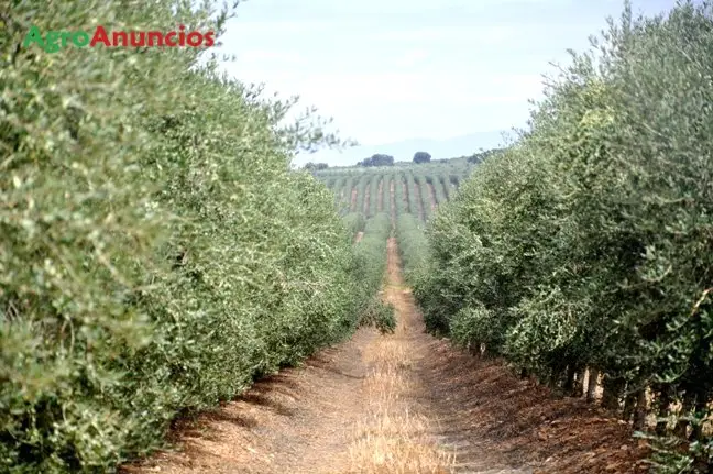 Demanda  de Fincas de regadio para olivar superintensivo en Ciudad Real