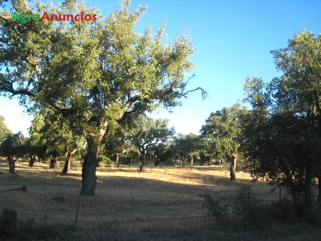 Venta  de Finca mixta de regadio y encinas en Cáceres