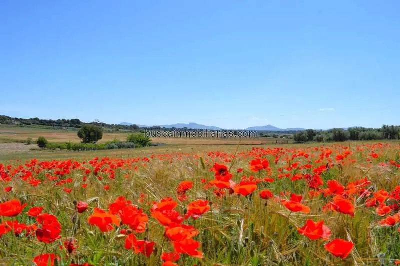 Parcelas en Venta en Muro Mallorca con Vistas a la Serra de Tramuntana