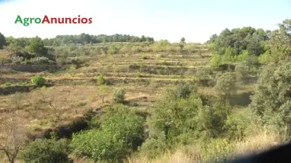 Venta  de Finca de almendros, olivos y pinar en Tarragona