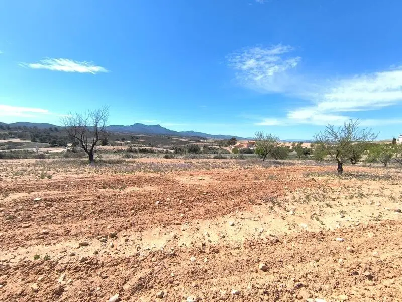 Almendro en Venta Jumilla Murcia