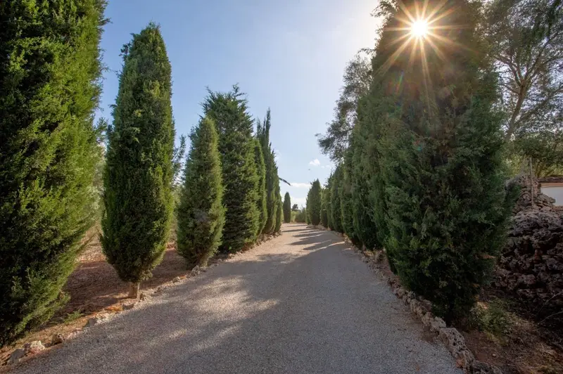 Finca Rustica en Venta Sencelles Mallorca