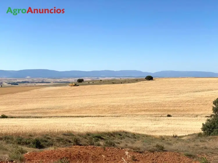 Venta  de Terreno de secano en Segovia