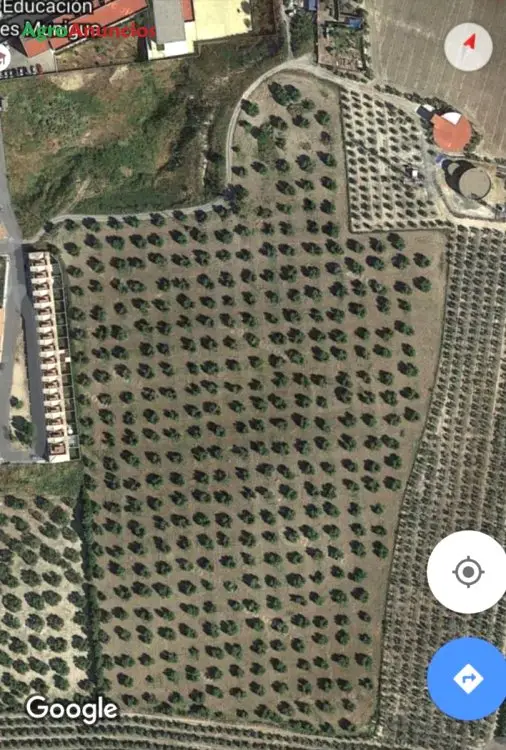 Venta  de Finca de olivos en Sevilla