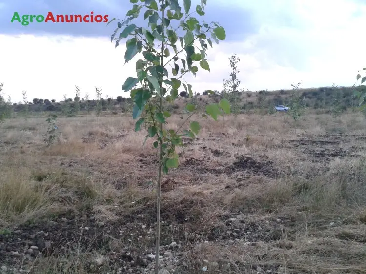 Venta  de Finca de chopos en León