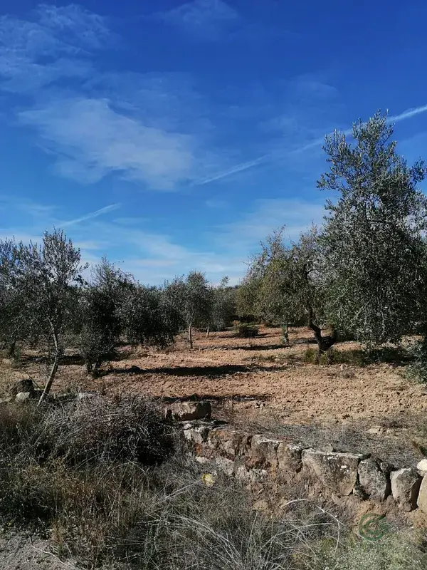 Finca Olivos 33000m2 Riego Castelldans