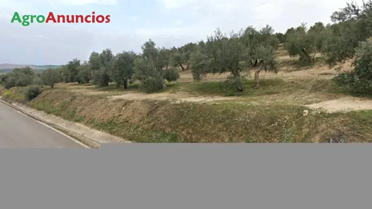Venta  de Finca de olivar de regadio en Jaén