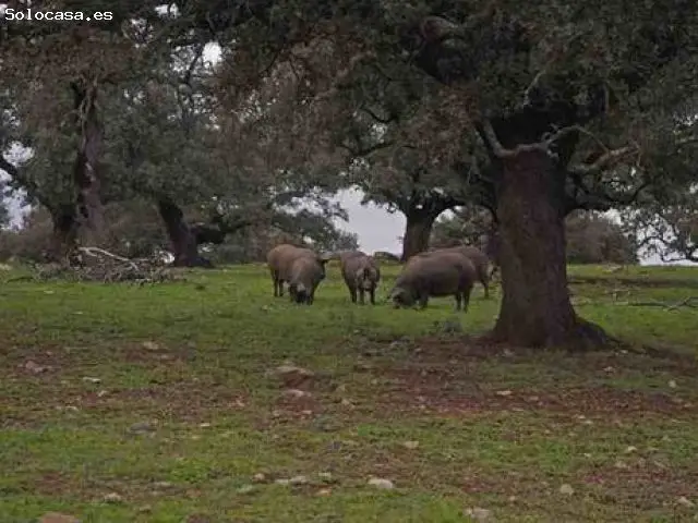 Finca Rustica Ganadera 750 Hectareas Huelva