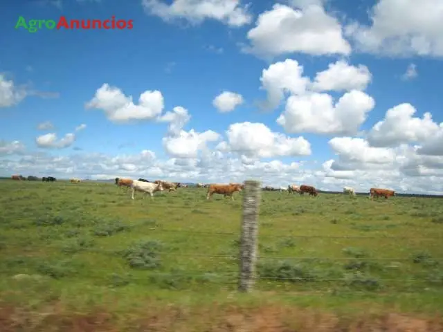 Venta  de Finca ganadera para porcino en Cáceres