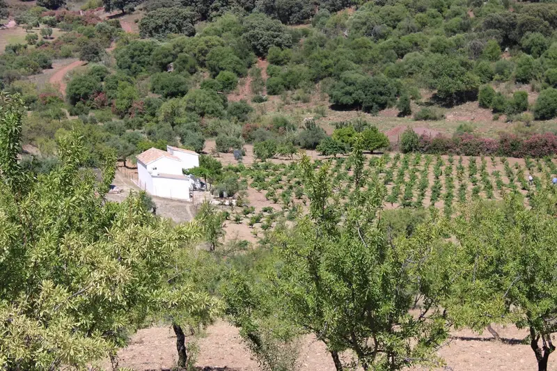 Finca con Viñedo en El Gastor - Casa Rural para Reformar