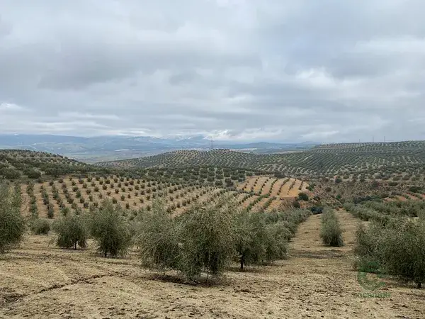 Finca Olivar 65ha Granada  2 Pozos Cortijo Produccion Alta
