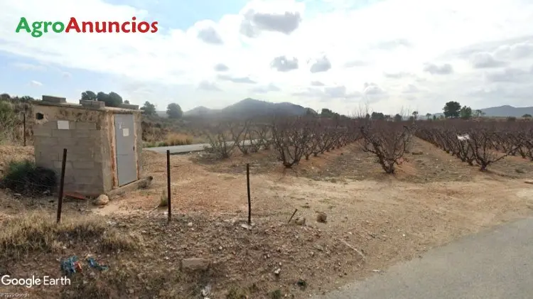 Finca de Melocotoneros en Turis Valencia