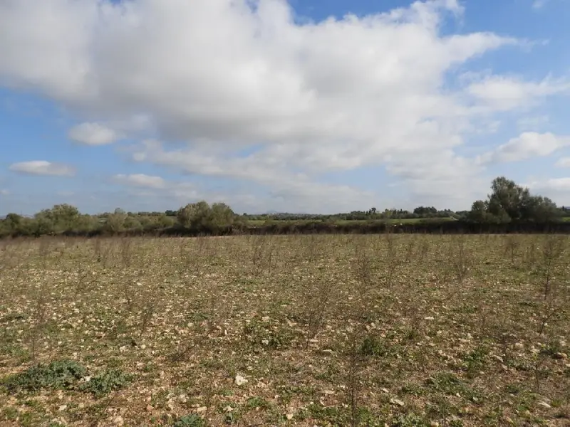 Venta Terreno Manacor - Vivienda Unifamiliar con Piscina