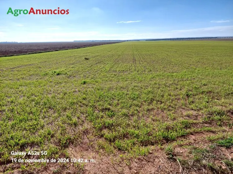 Venta  de Finca de secano muy fértil en Ciudad Real
