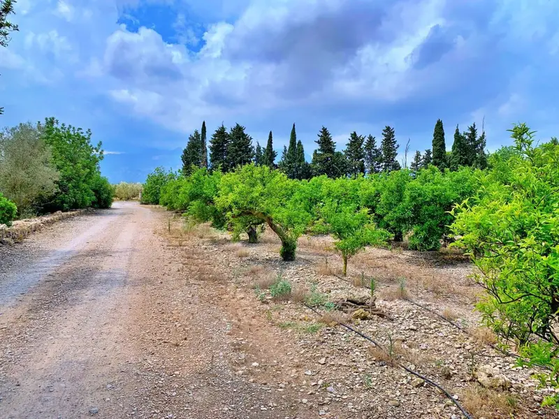 Finca Rustica 20 Hectareas Roquetes Tarragona