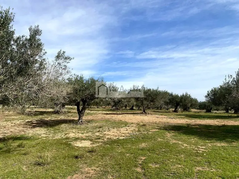 Fincas Rusticas en Venta El Perelló Tarragona