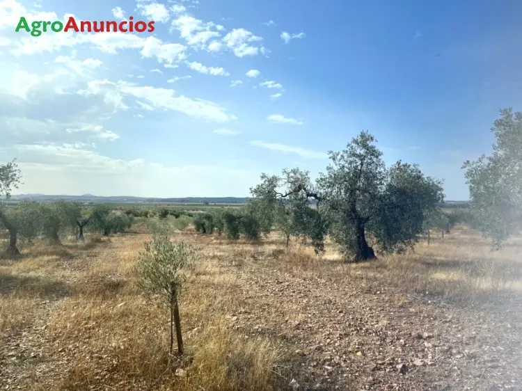 Venta  de Finca de olivos en Badajoz