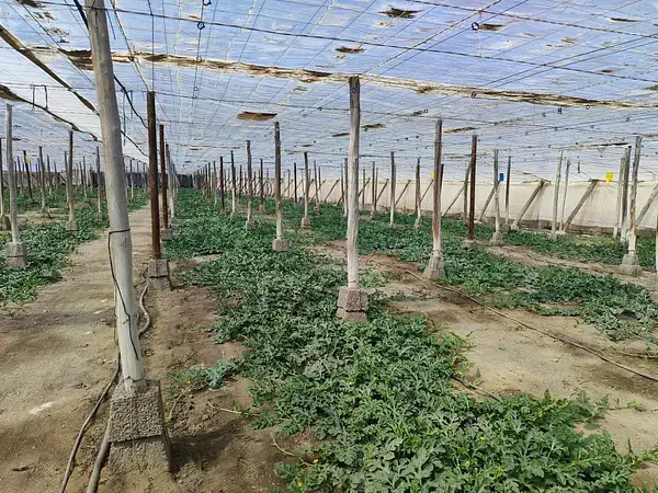 Mini Finca Productiva en Campohermoso 4700m2