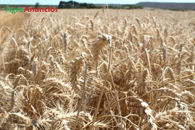 Demanda  de Terreno de secano en Navarra