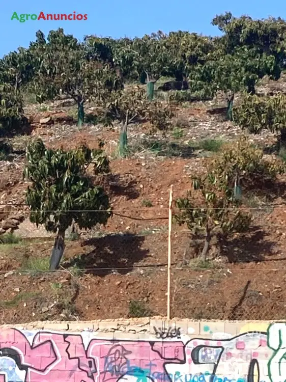 Venta  de Finca de mangos en Málaga