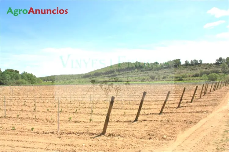 Venta  de Finca de viñedo de secano en Barcelona