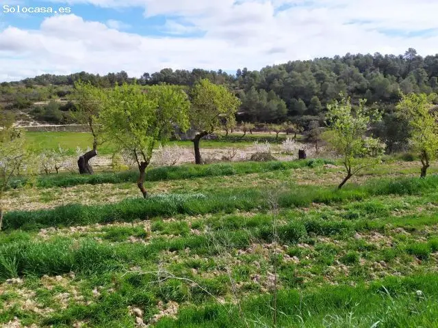 En Venta Finca Rústica En El Termino Municipal Del Albi