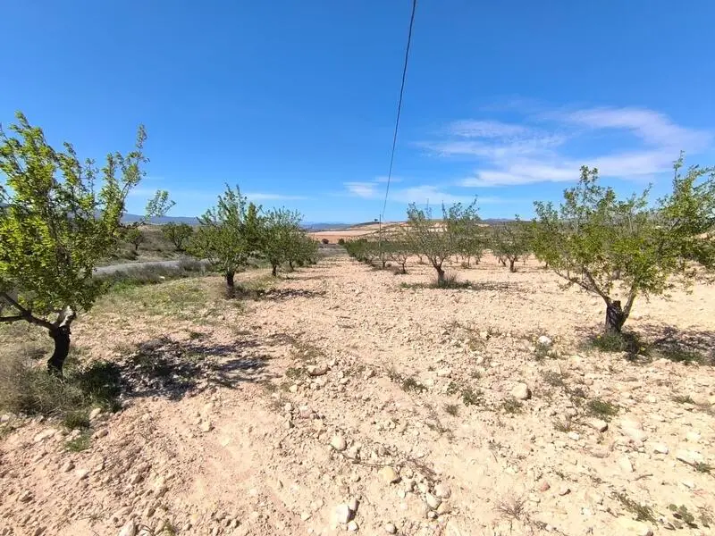 Almendro en venta Jumilla Murcia 22400m2