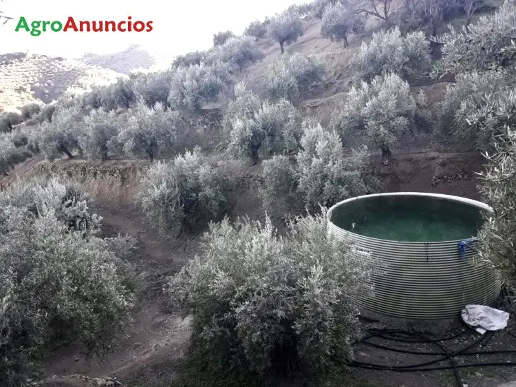 Venta  de Finca de olivas en Jaén